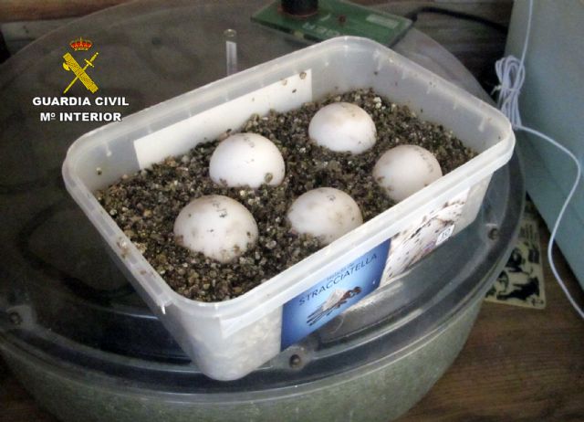 La Guardia Civil desmantela un  criadero  ilegal de tortugas con cerca de un centenar especies - 3, Foto 3