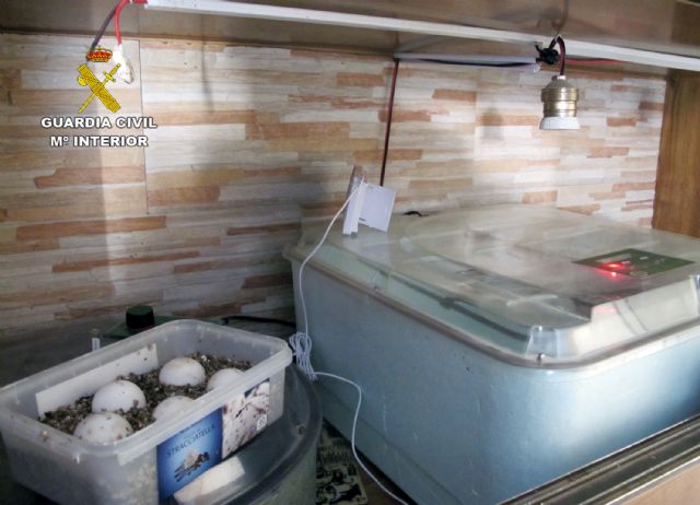 La Guardia Civil desmantela un  criadero  ilegal de tortugas con cerca de un centenar especies - 4, Foto 4