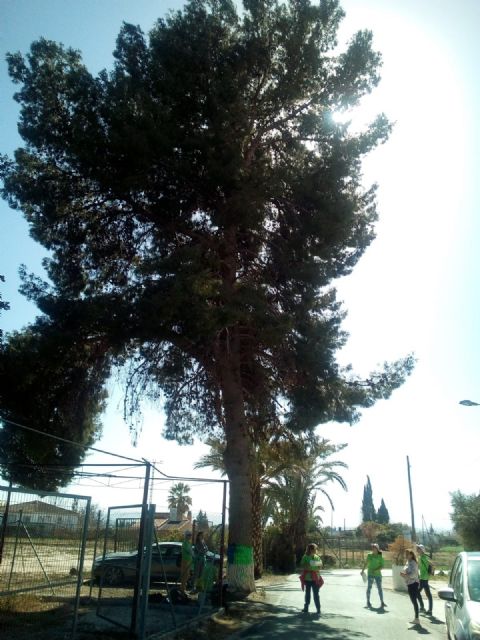 Voluntarios y voluntarias ambientales de Molina de Segura localizan e identifican cuatro nuevos ejemplares a incluir en el catálogo municipal de árboles de interés local, monumentales y singulares - 1, Foto 1