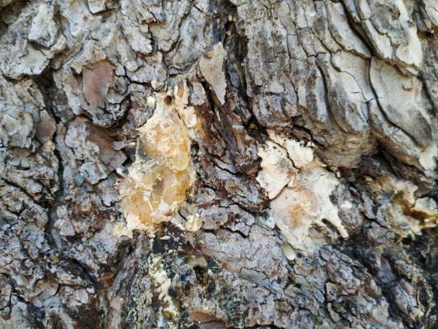 Eliminación de cuatros ejemplares de pinus halepensis en la entrada a la Ermita del Niño - 1, Foto 1