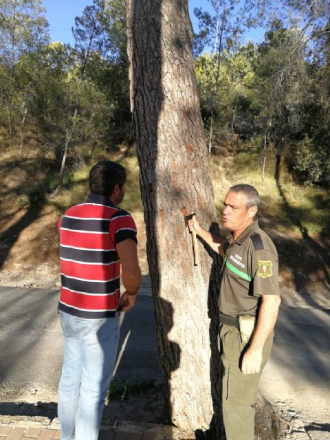Eliminación de cuatros ejemplares de pinus halepensis en la entrada a la Ermita del Niño - 2, Foto 2