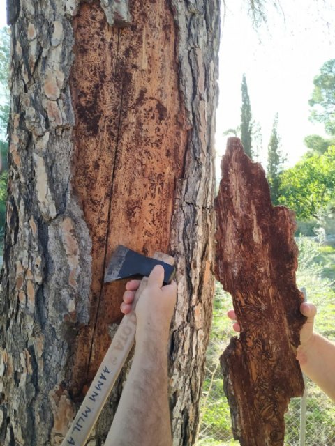 Eliminación de cuatros ejemplares de pinus halepensis en la entrada a la Ermita del Niño - 3, Foto 3