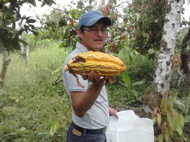 Una tesis permite certificar objetivamente la calidad del cacao y mejorar su valoración internacional - 1, Foto 1