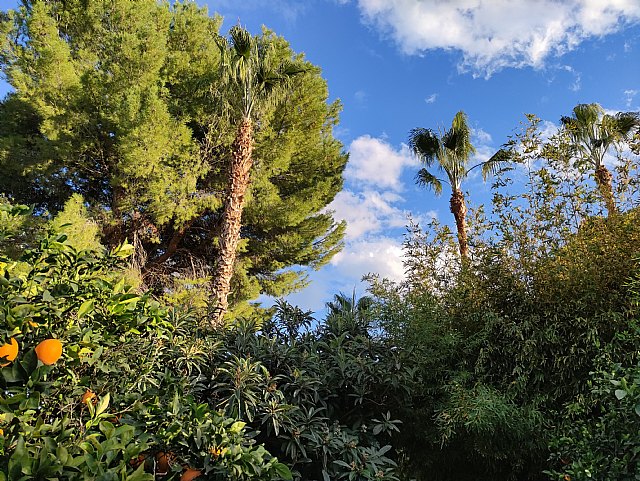 El servicio de recogida de podas continúa en marzo poniendo un contenedor a disposición de los pequeños agricultores de las pedanías - 1, Foto 1