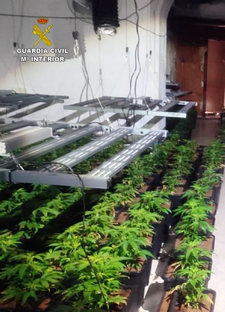 Golpe al cultivo ilícito de marihuana en la Vega Media del Segura - 1, Foto 1