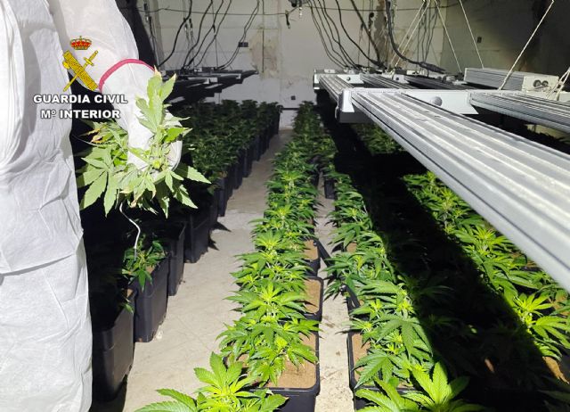 Golpe al cultivo ilícito de marihuana en la Vega Media del Segura - 2, Foto 2