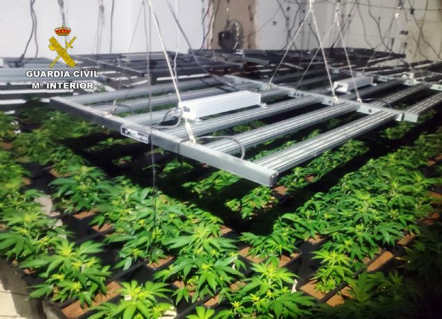 Golpe al cultivo ilícito de marihuana en la Vega Media del Segura - 4, Foto 4