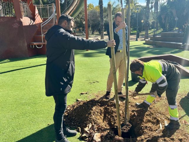El Ayuntamiento de Murcia repondrá más de un millar de árboles durante los meses de invierno - 4, Foto 4