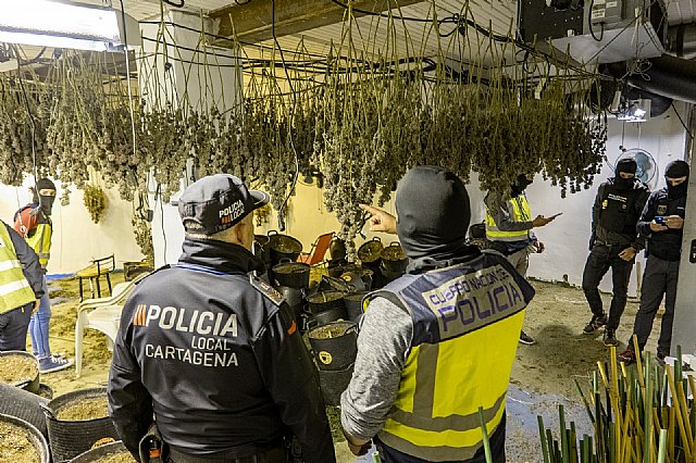 Policía Local y técnicos del Ayuntamiento colaboran con Policía Nacional para desmantelar seis plantaciones de marihuana en Los Mateos - 1, Foto 1