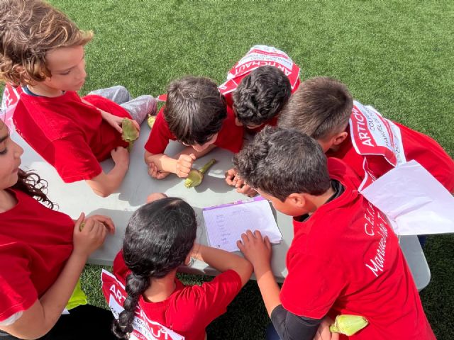 Las olimpiadas de la alcachofa reunirán a cerca de 300 escolares de ocho colegios de la Vega Baja - 2, Foto 2