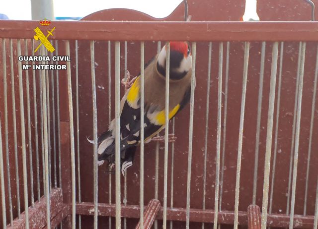 La Guardia Civil esclarece en Torre Pacheco un caso de maltrato animal - 3, Foto 3