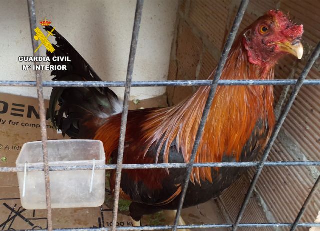 La Guardia Civil esclarece en Torre Pacheco un caso de maltrato animal - 4, Foto 4