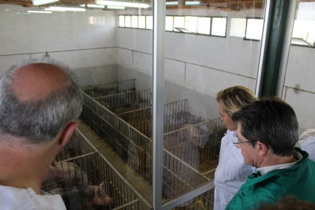 La Comunidad destinará 55.000 euros para potenciar la creación del Centro Regional de Inseminación Artificial de ganado porcino - 1, Foto 1