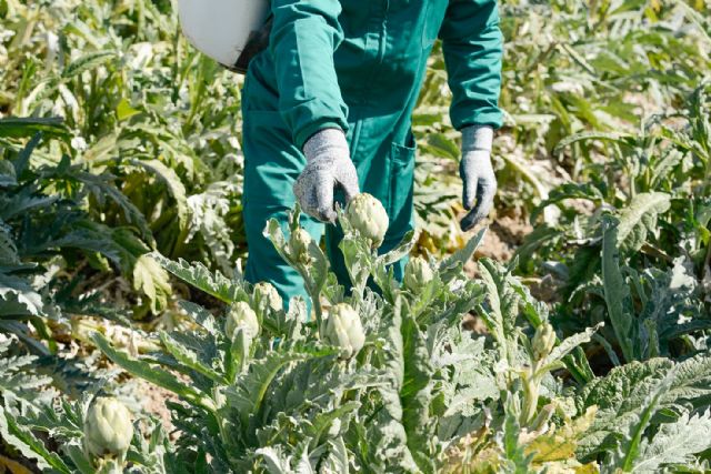 La actriz Lluvia Rojo hará el primer corte del segundo colmo de la alcachofa en Fuente Álamo como Madrina de Honor del acto - 1, Foto 1
