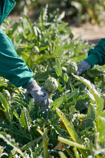 La actriz Lluvia Rojo hará el primer corte del segundo colmo de la alcachofa en Fuente Álamo como Madrina de Honor del acto - 2, Foto 2
