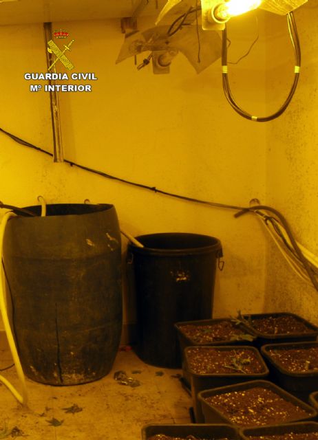 La Guardia Civil desmantela en una casa de campo de Librilla un invernadero intensivo con cerca de 200 plantas de marihuana - 2, Foto 2