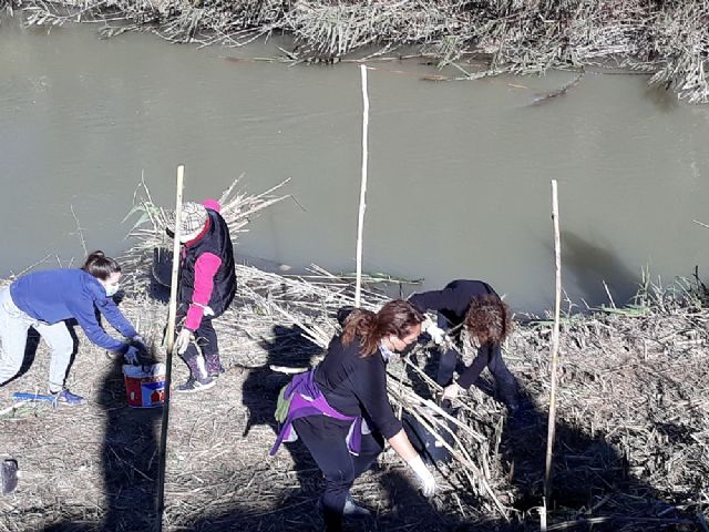 La Concejalía de Medio Ambiente de Molina de Segura y la Asociación de Vecinos de La Ribera de Molina realizan labores de restauración y plantación en el río Segura, en el paraje de Las Peñetas - 1, Foto 1