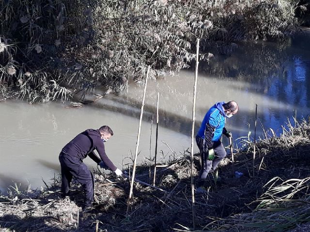 La Concejalía de Medio Ambiente de Molina de Segura y la Asociación de Vecinos de La Ribera de Molina realizan labores de restauración y plantación en el río Segura, en el paraje de Las Peñetas - 4, Foto 4