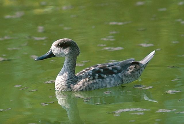 La CHS adquiere la finca La Raja dentro del Proyecto LIFE Cerceta Pardilla - 2, Foto 2