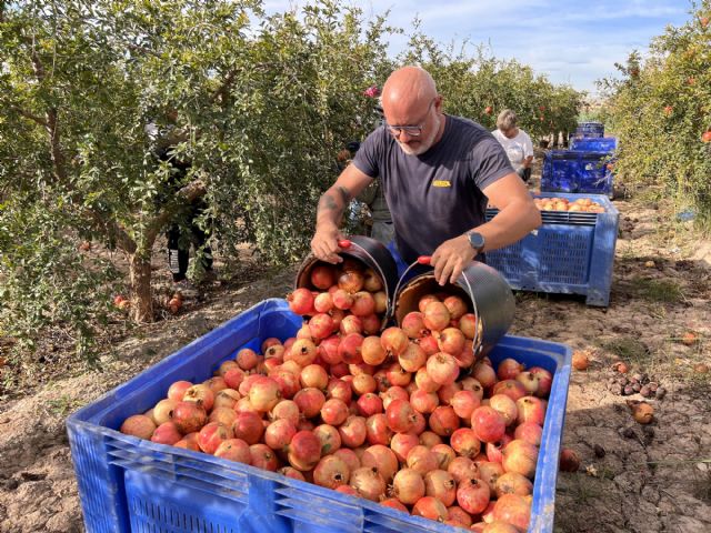 La Granada Mollar de Elche abre el plazo para inscribirse en la Denominación de Origen Protegida - 2, Foto 2
