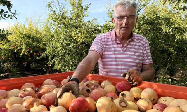 La Granada Mollar abre el plazo para que los agricultores de la Vega Baja inscriban sus parcelas en la Denominación de Origen - 2, Foto 2