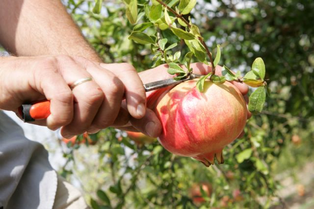 La Granada Mollar abre el plazo para que los agricultores de la Vega Baja inscriban sus parcelas en la Denominación de Origen - 3, Foto 3