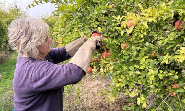 La Granada Mollar abre el plazo para que los agricultores de la Vega Baja inscriban sus parcelas en la Denominación de Origen - 4, Foto 4
