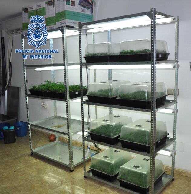 Desmantelada banda criminal especializada en el tráfico de drogas y en posesión de  armas de fuego y guerra - 5, Foto 5