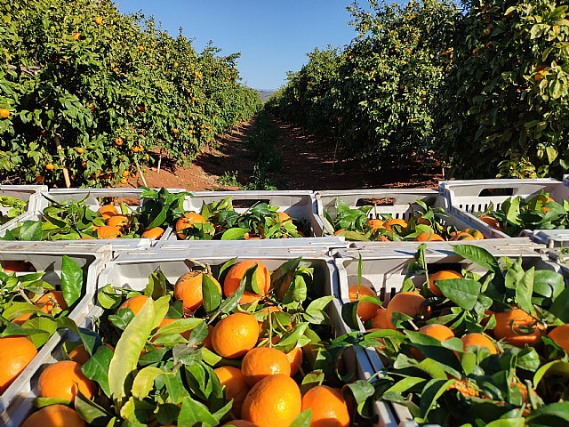 FruitVegetablesEUROPE y la UE lanzan la campaña “CuTE-4 You”, un homenaje al trabajo esencial de los productores de frutas y hortalizas durante la pandemia - 2, Foto 2