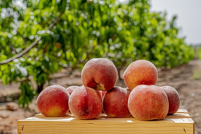 FruitVegetablesEUROPE y la UE lanzan la campaña “CuTE-4 You”, un homenaje al trabajo esencial de los productores de frutas y hortalizas durante la pandemia - 4, Foto 4