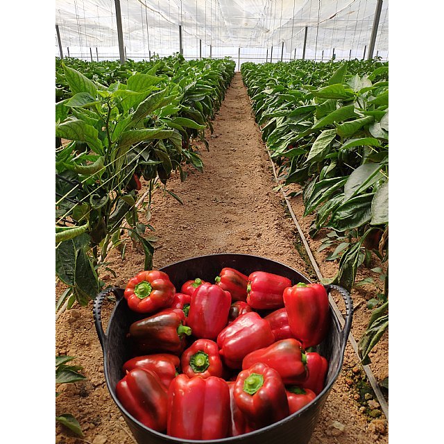 FruitVegetablesEUROPE y la UE lanzan la campaña “CuTE-4 You”, un homenaje al trabajo esencial de los productores de frutas y hortalizas durante la pandemia - 5, Foto 5