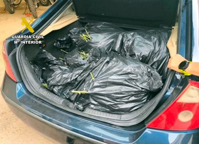 La Guardia Civil sorprende a dos personas transportando más de 100 kilos de marihuana en Torre Pacheco - 1, Foto 1
