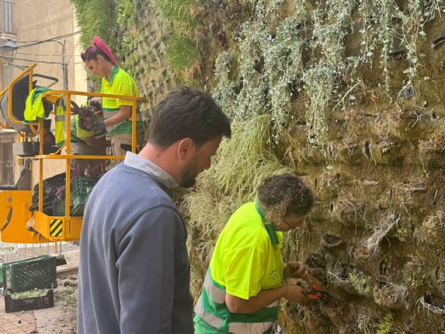 El jardín vertical de la Plaza Hermandad de la Curia, acondicionado con más de 300 nuevas plantas - 4, Foto 4