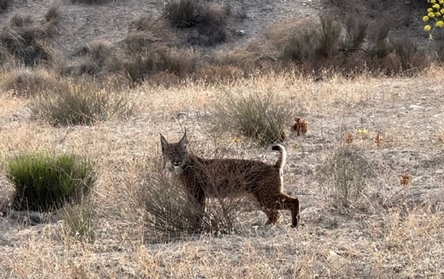 Las Tierras Altas de Lorca cuentan desde hoy con dos nuevos linces ibéricos - 1, Foto 1