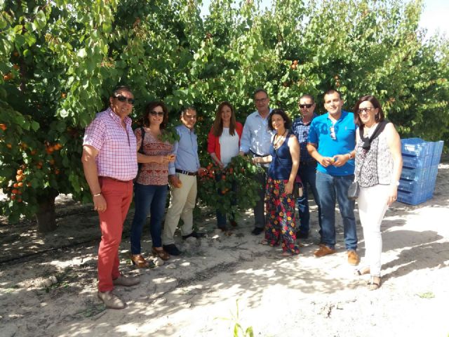 El PP solicita la Denominación de Origen del albaricoque murciano - 1, Foto 1