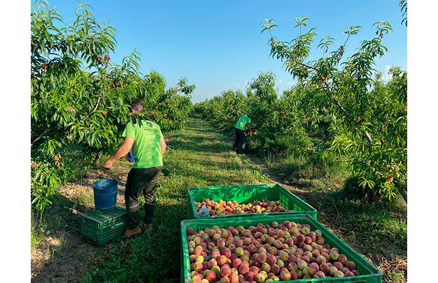 UPA pide el fin del “maltrato a la fruta” por parte de algunas cadenas de la distribución - 1, Foto 1