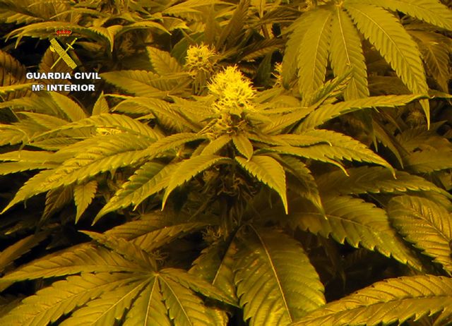 La Guardia Civil desmantela en Jumilla un grupo criminal dedicado al tráfico de drogas - 3, Foto 3