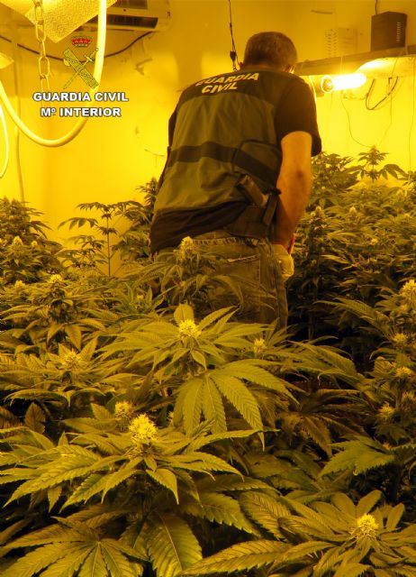 La Guardia Civil desmantela en Jumilla un grupo criminal dedicado al tráfico de drogas - 5, Foto 5