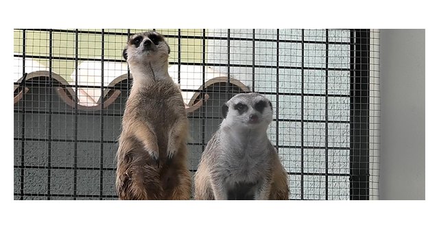 La inmensa mayoría de españoles contra la tenencia de mascotas exótica - 1, Foto 1