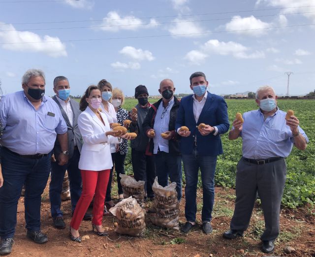 La Comunidad respalda la obtención de una figura de calidad diferenciada para la patata del Campo de Cartagena - 1, Foto 1