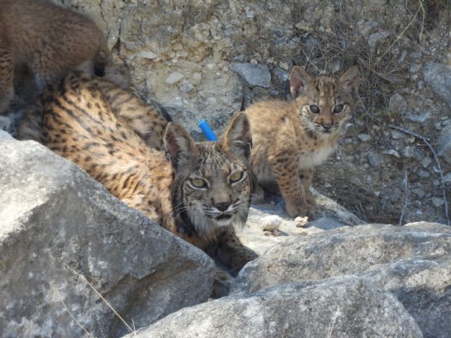 El nacimiento de 4 cachorros de lince ibérico confirma a las Tierras Altas de Lorca como un enclave idóneo para la pervivencia de la especie - 2, Foto 2