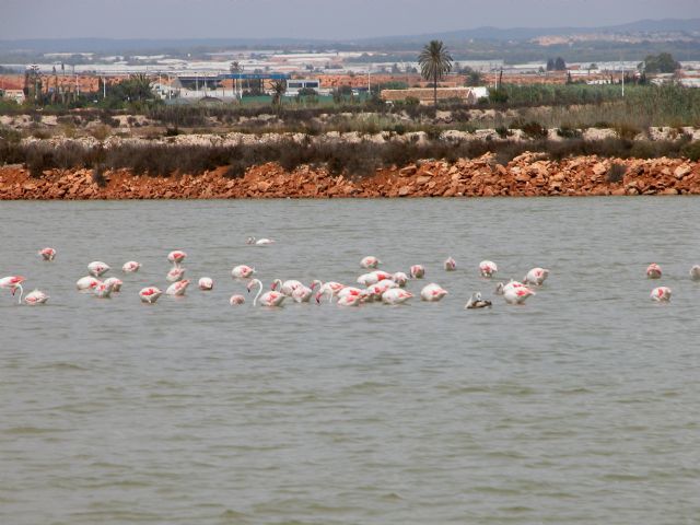Numerosos tipos de aves encuentran alimento en Las Salinas de San Pedro del Pinatar gracias a la diversidad de charcas - 1, Foto 1