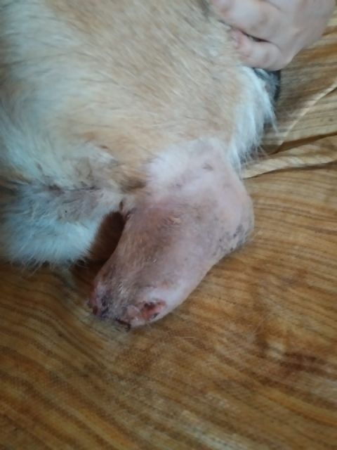 IU Lorca denuncia la colocación de cepos ilegales en Zarcilla de Ramos - 2, Foto 2