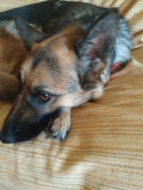 IU Lorca denuncia la colocación de cepos ilegales en Zarcilla de Ramos - 3, Foto 3