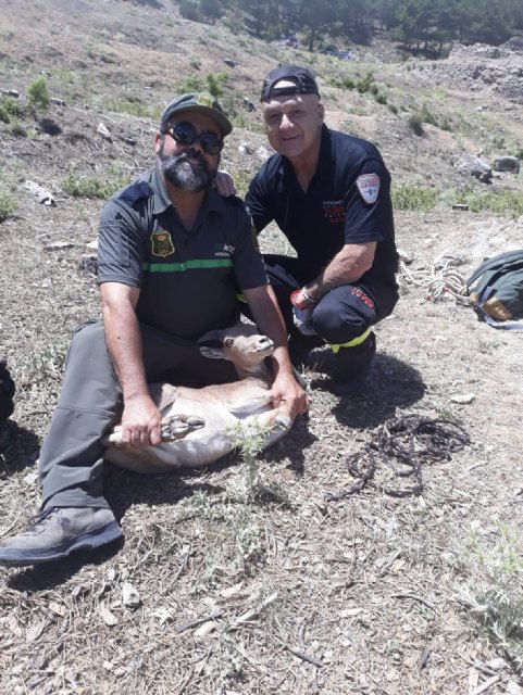Rescatan un arruí que había caído a un Pozo de la Nieve en Sierra Espuña, Foto 4