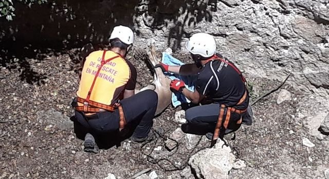 Rescatan un arruí que había caído a un Pozo de la Nieve en Sierra Espuña