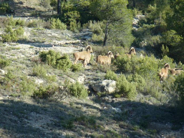 COAG y APESE denuncian la indiferencia de Medio Ambiente ante los nuevos daños producidos por el arruí, Foto 1
