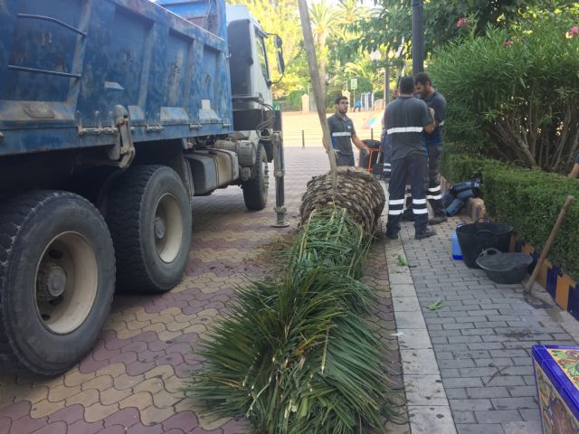 Repuestas las palmeras del Paseo Lorenzo Guardiola afectadas por picudo - 3, Foto 3