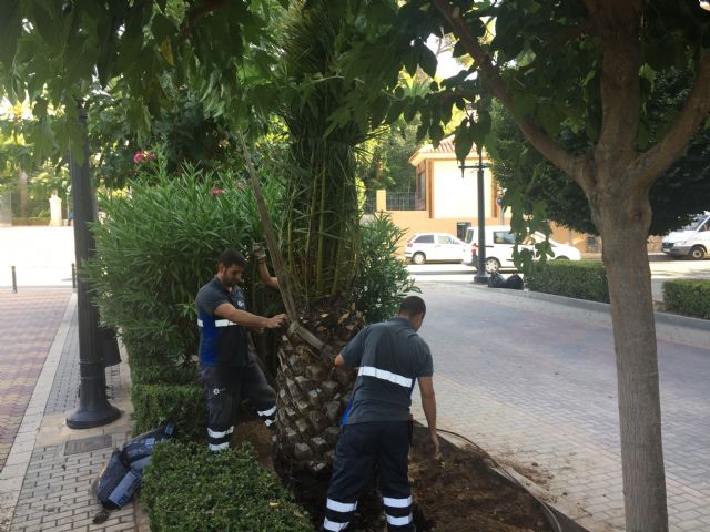 Repuestas las palmeras del Paseo Lorenzo Guardiola afectadas por picudo - 4, Foto 4