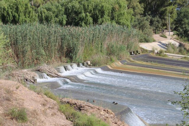 La CHS iniciará la recuperación del bosque de ribera del río Segura entre la Contraparada y Ceutí - 1, Foto 1